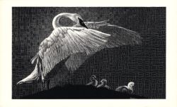 bw14