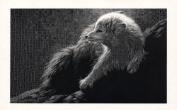 bw19