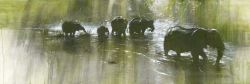 Zambezi Morning - Elephant