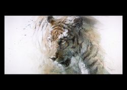 Force of Nature - Tiger