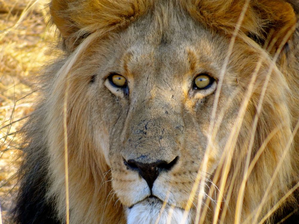  I  love those pupils searing into you!