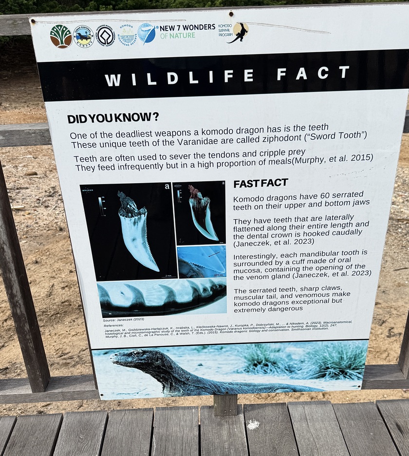 It was super interesting learning about these endangered dragons!