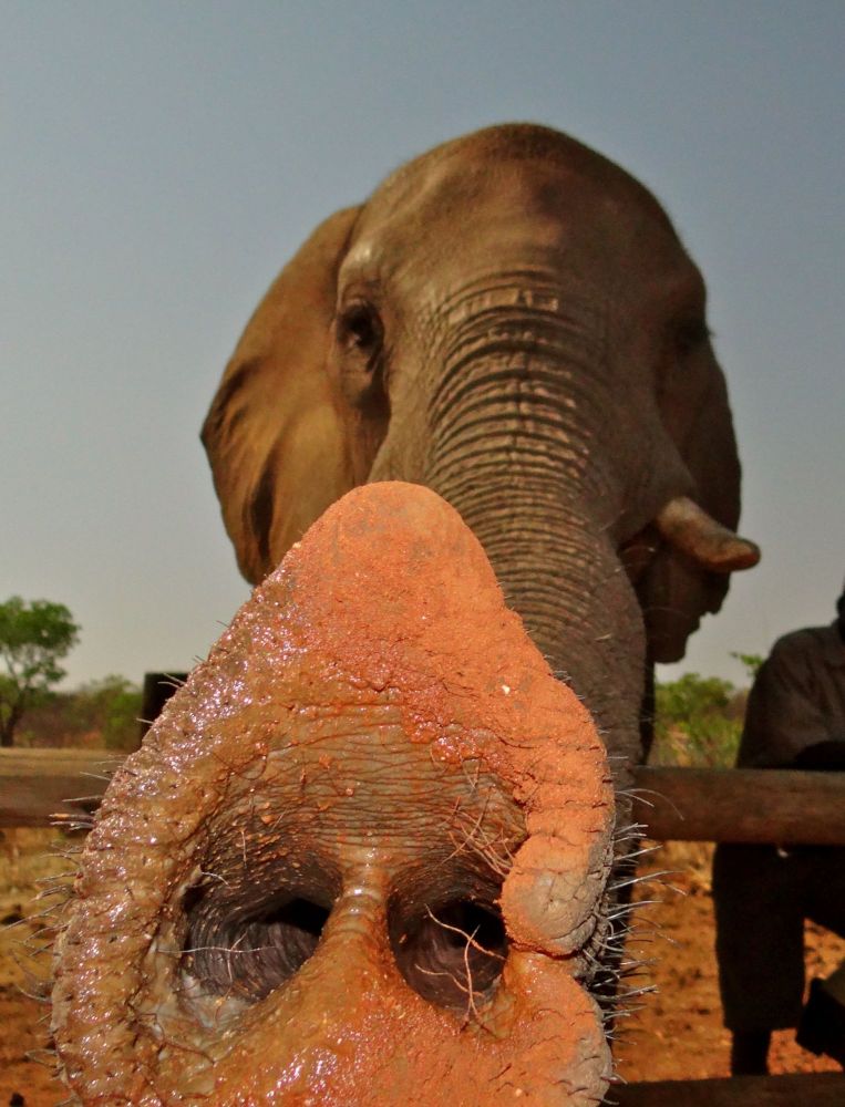  There is nothing Like  a 