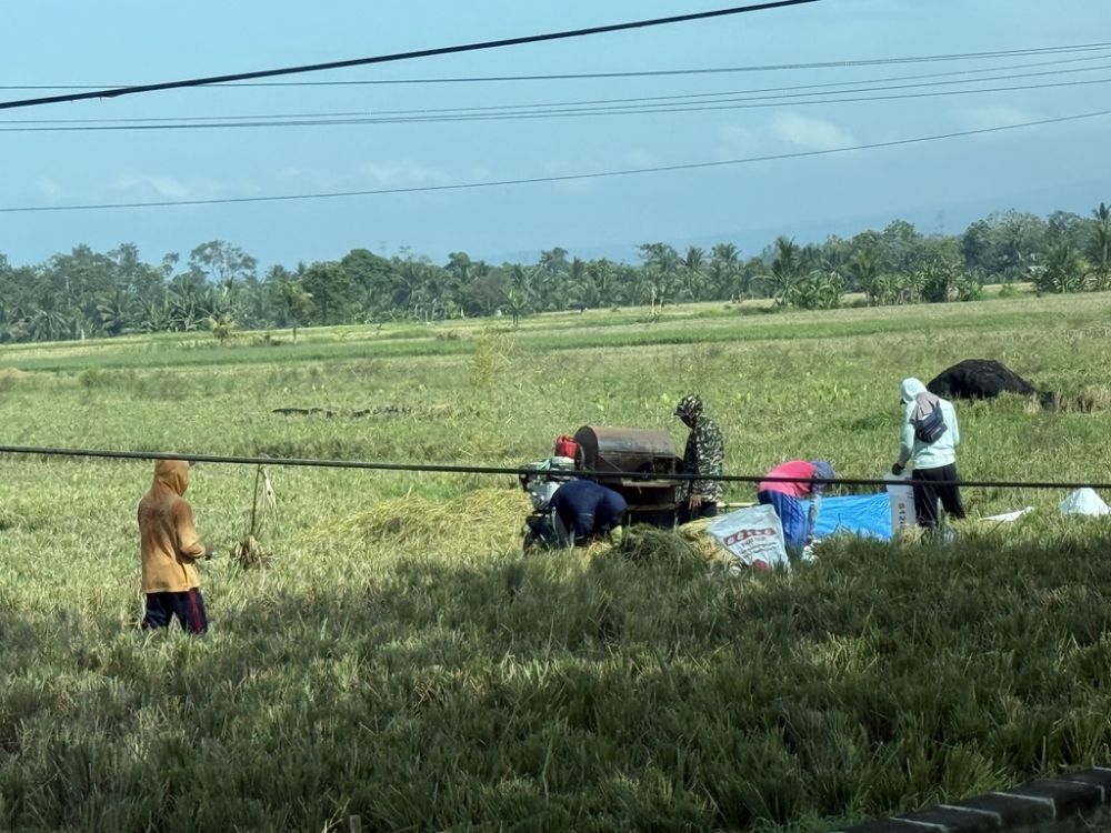 And Bali, all the farmers grow rice and flowers!
