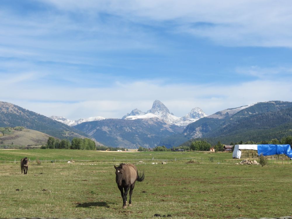 The drive through Montana was awesome with pastures full of horses and cows in the shadow of beautiful mountains