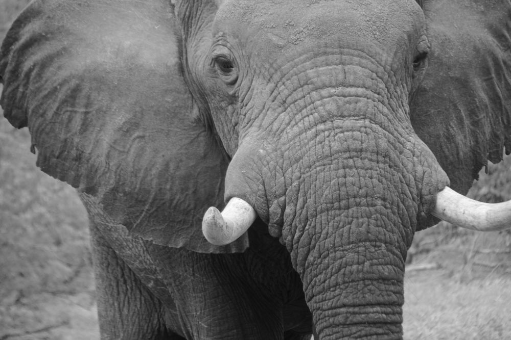 This old male  was more curious about us- than we were of him