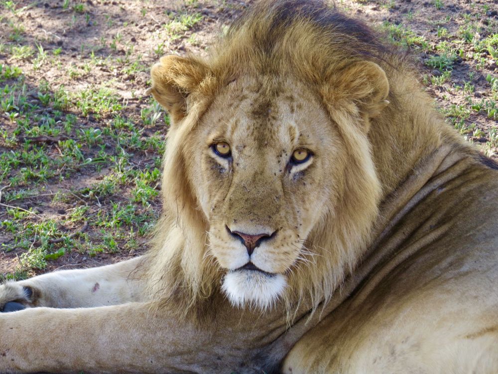 There's nothing like looking into the eyes of a lion from just a few feet away!