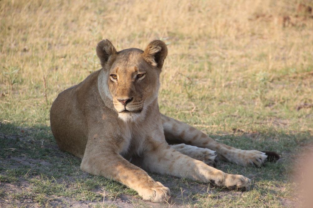 The lions certainly ignore us as well