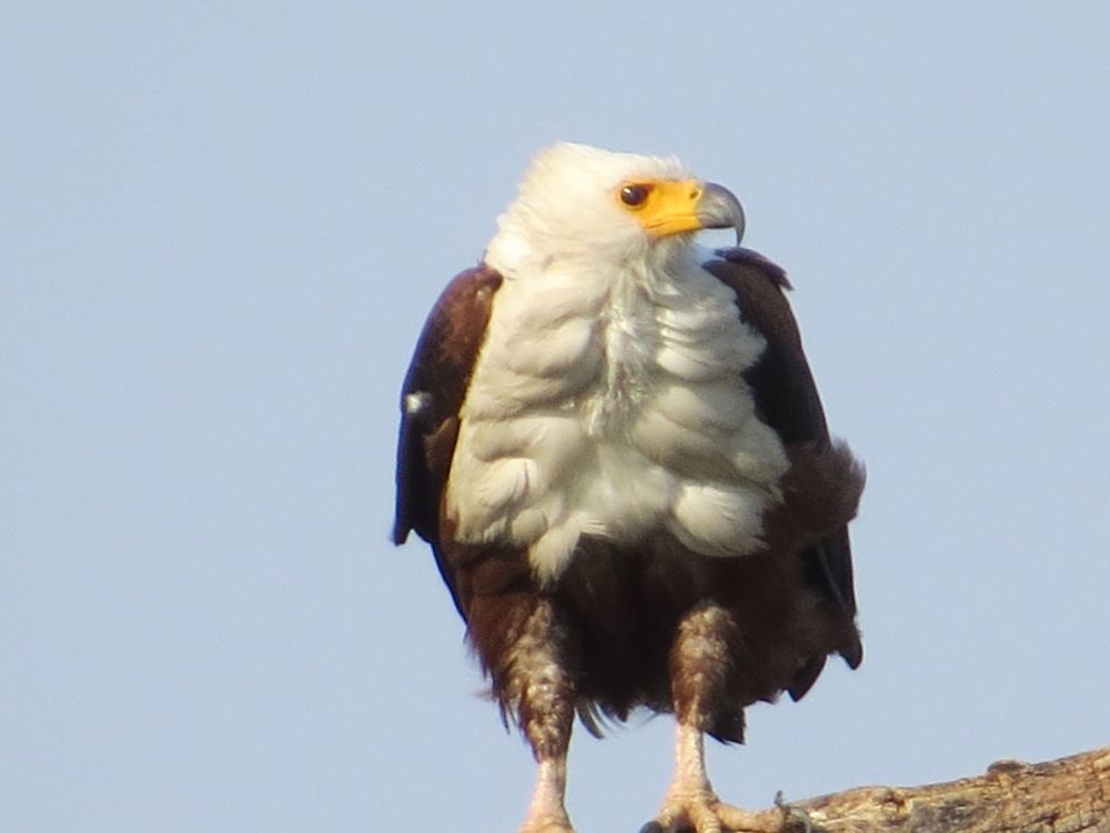  we often drove underneath Eagles and ospreys