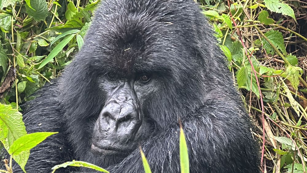 As I sat and watched the silverback from a few feet away I had to wonder what he was thinking of me.