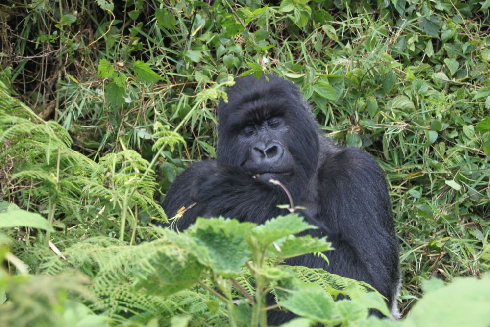 The silverbacks just ignore you, eating bamboo shoots and vines.