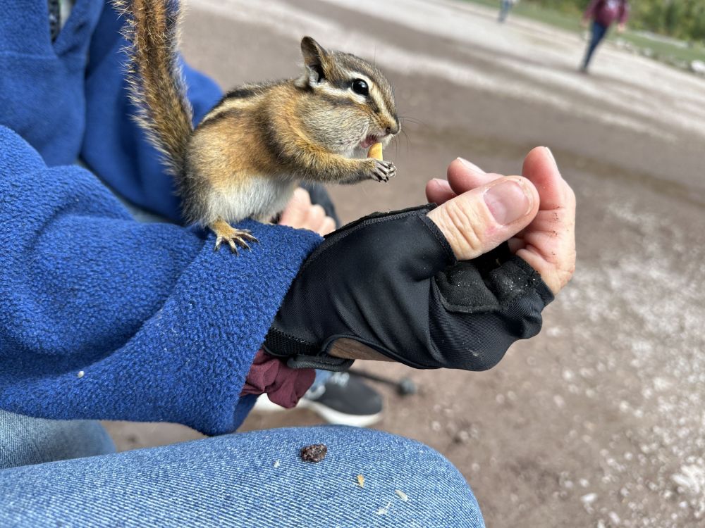 While we sat down to eat some trail mix, we were attacked by chipmunks! So cute!
