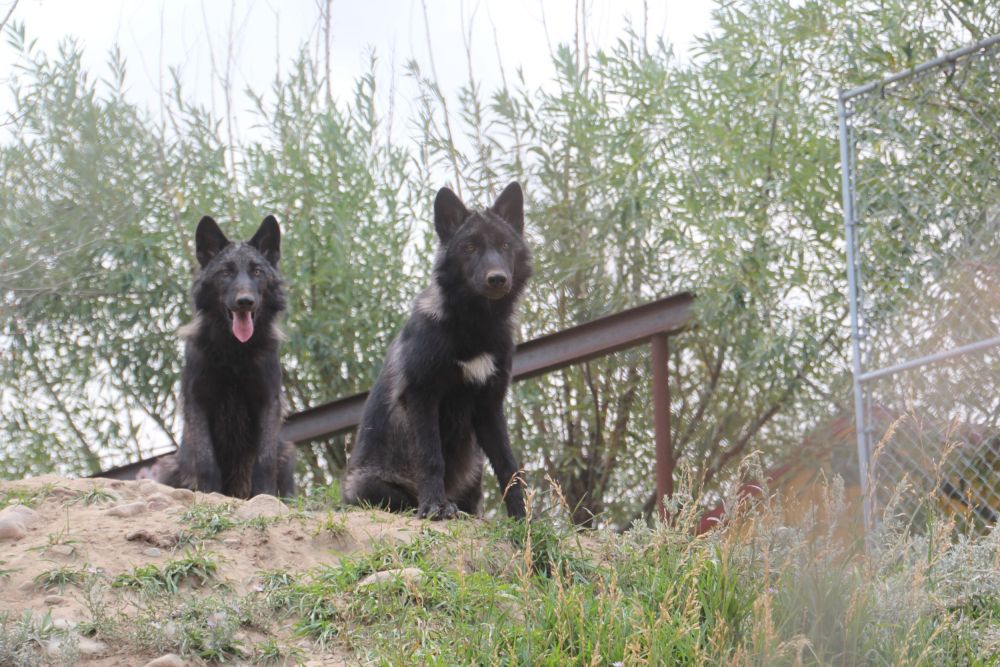  Each day I visit Earth fire Institute  wildlife sanctuary to draw their bears and wolves