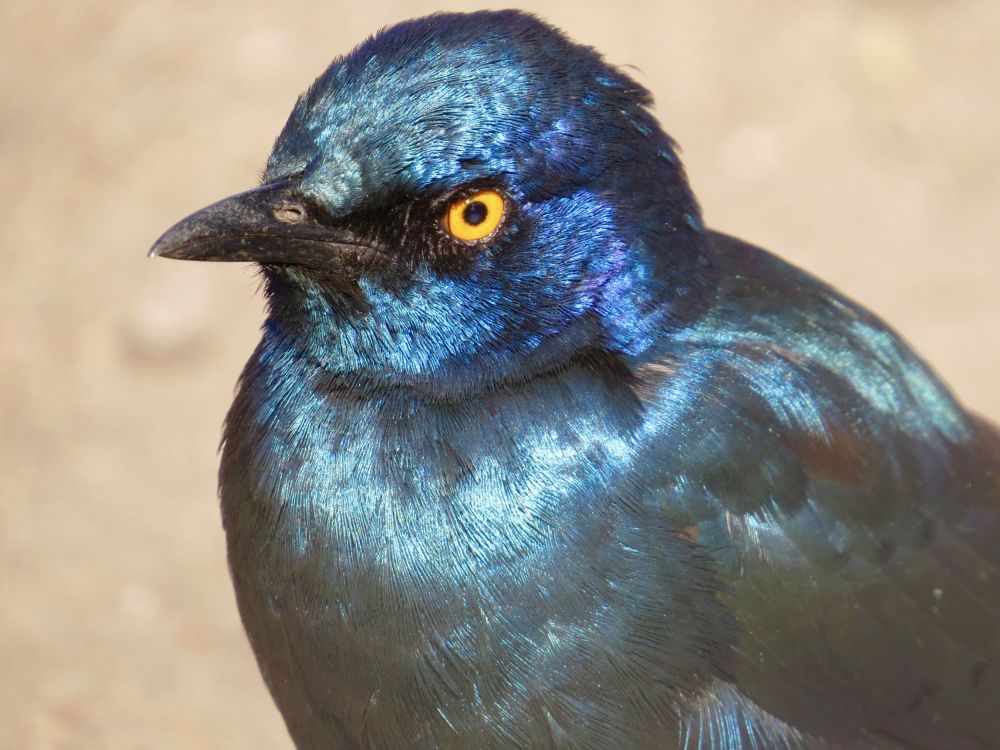 The iridescent blue Cape Starling with its beautiful yellow and orange eyes is one of my favorite birds