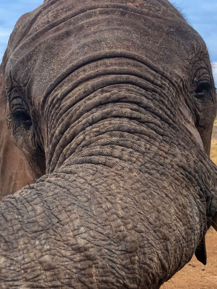 Elephants have over 10,000 muscles in their trunk