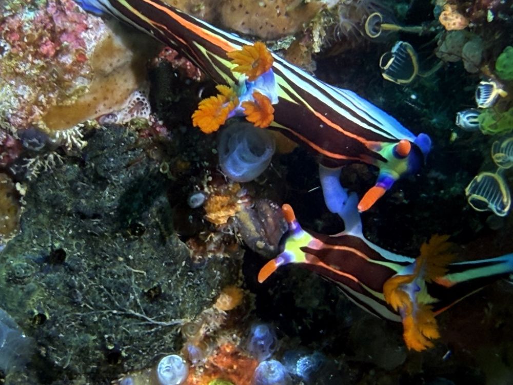 We saw lots of nudibranchs in all kinds of colors and designs!