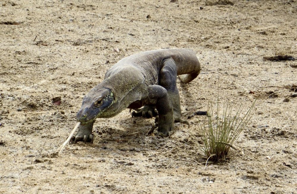 Visiting Komodo Island had been on our bucket list forever!