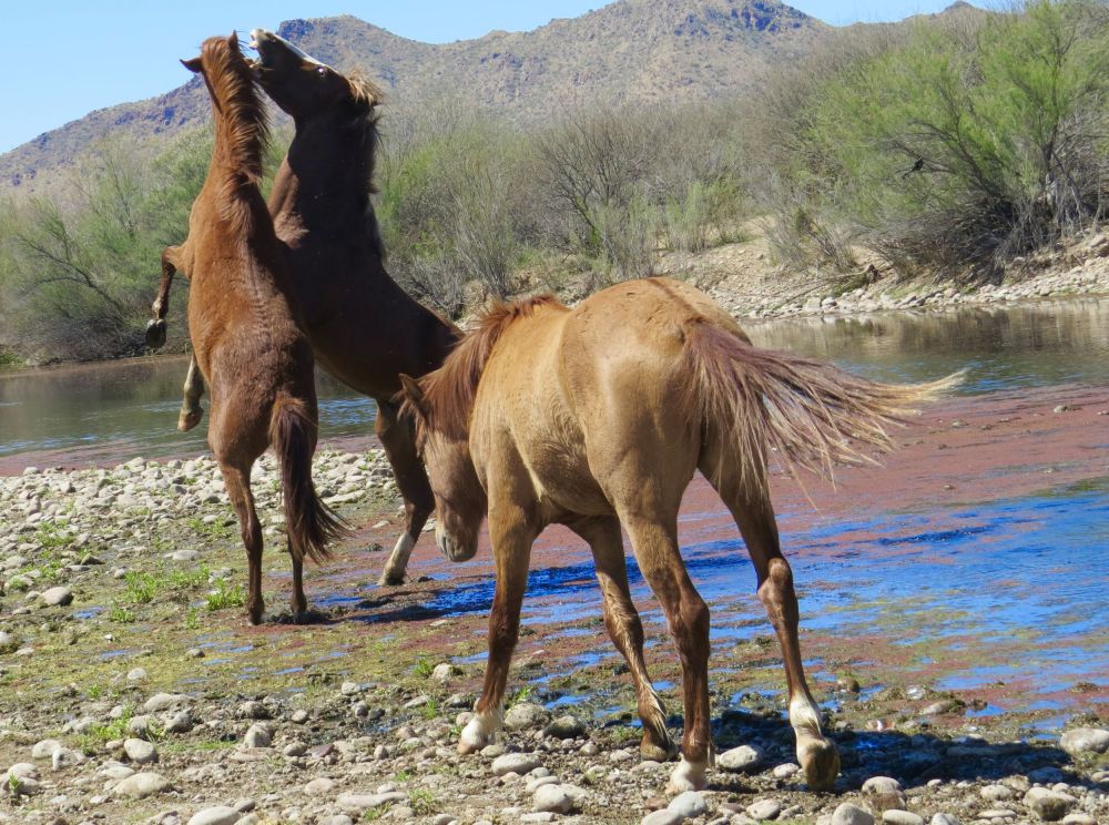   The horses largely ignored us, fighting, mating, and enjoying their freedom