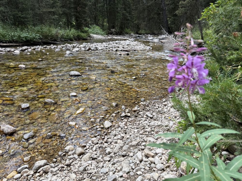 Just a flower on a beautiful creek, a touch of purple brightening the scene.
