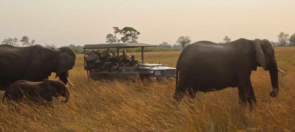  At times elephants surrounded us