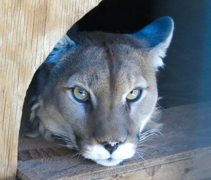 Earthfire has a beautiful mountain lion living there as well