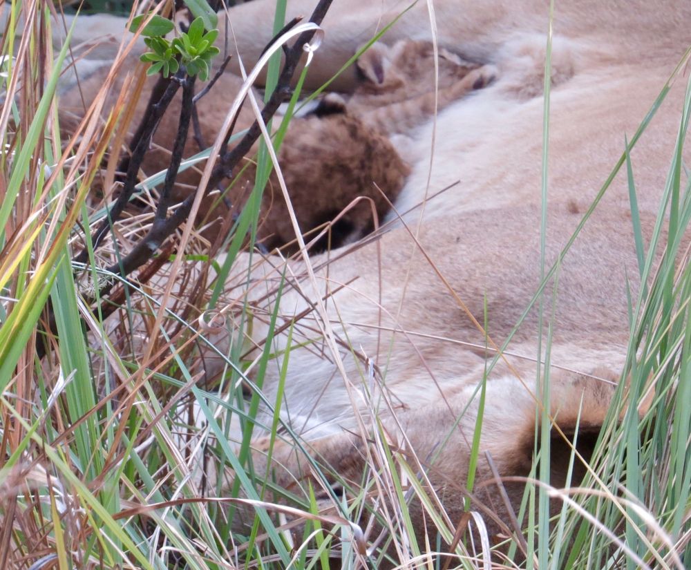  We were lucky enough to come upon 3-1 day old  lion cubs