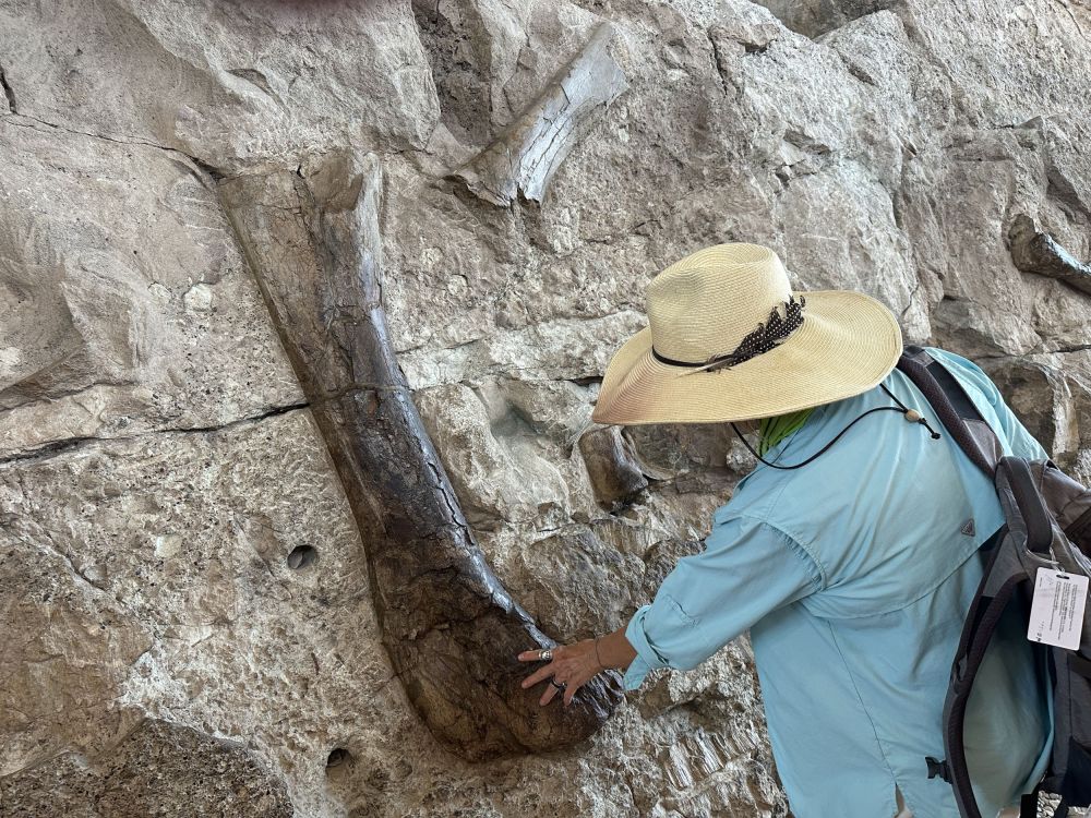 Dinosaur national park was really awesome and I can't imagine what early explorers thought seeing these dinosaur bones sticking out of the Cliffside