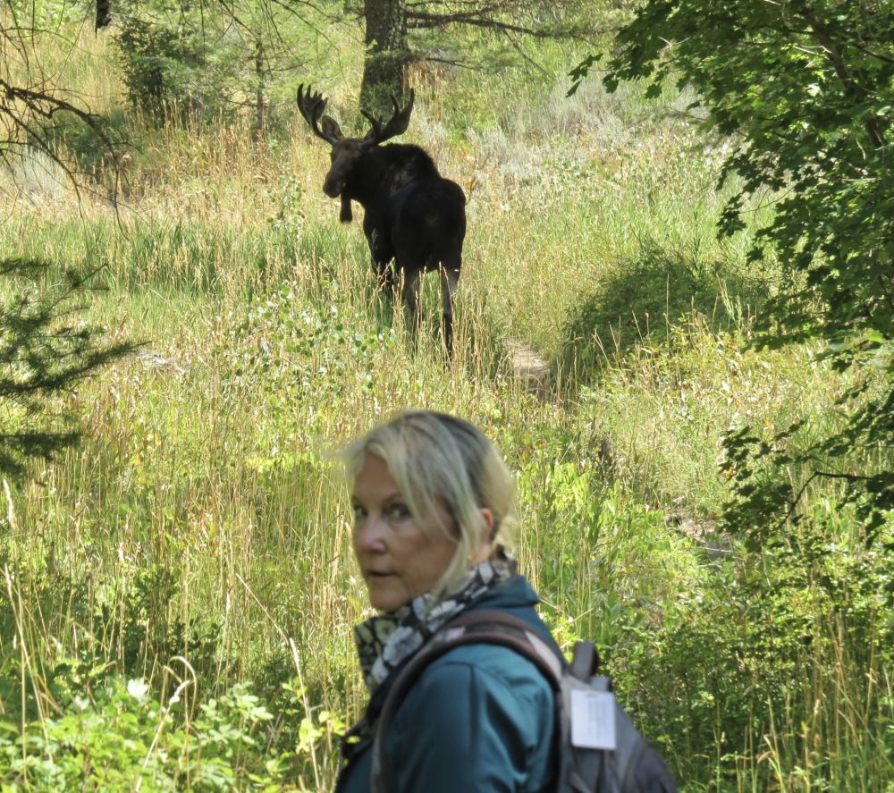 I think the moose in this area are used to people because this one kept going about its business as we watched