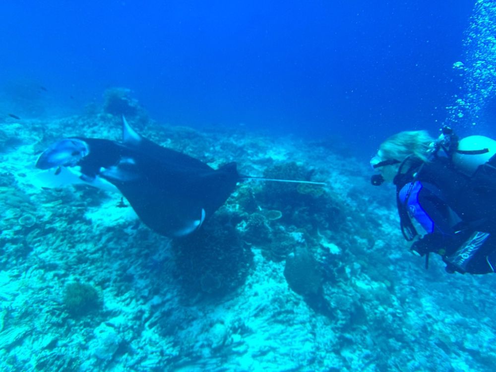 On almost every dive, we saw giant manta rays