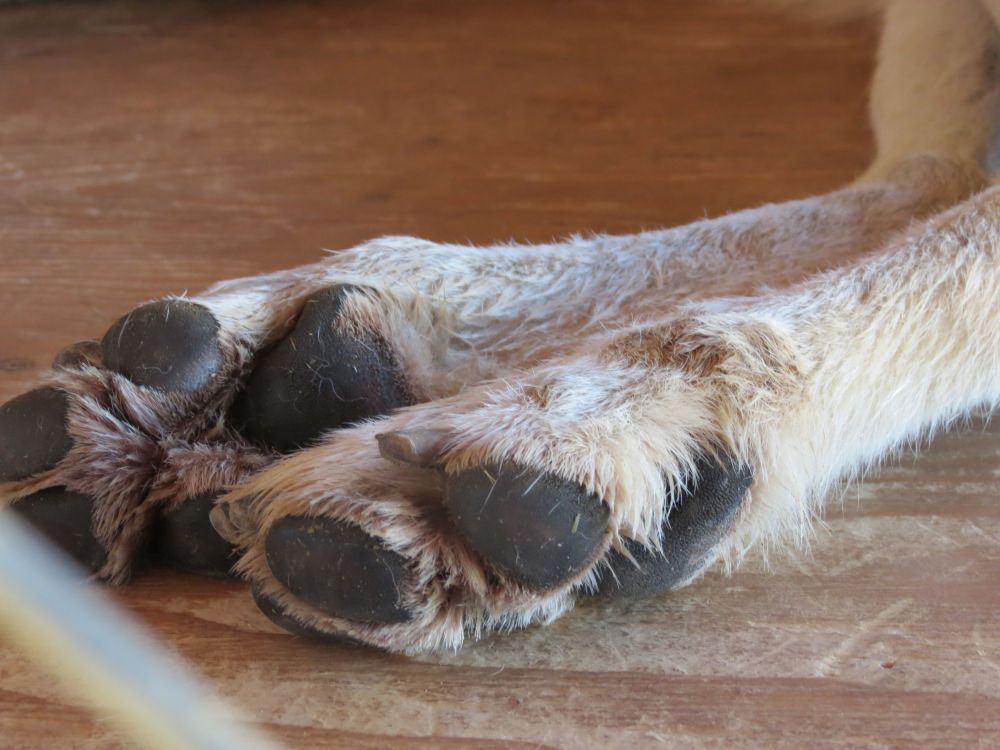 Mountain lion paws !