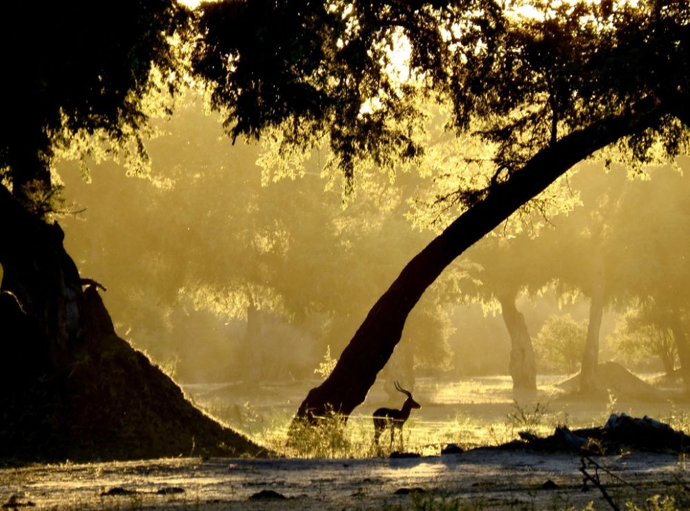I love the golden early morning, sun illuminating the dust of a herd of Impala.