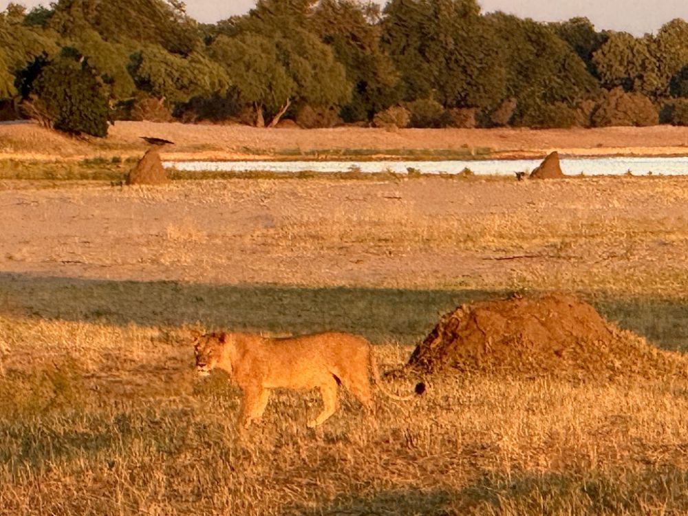A few things more Majestic and beautiful than Lions walking past your tent in the golden light of dawn!