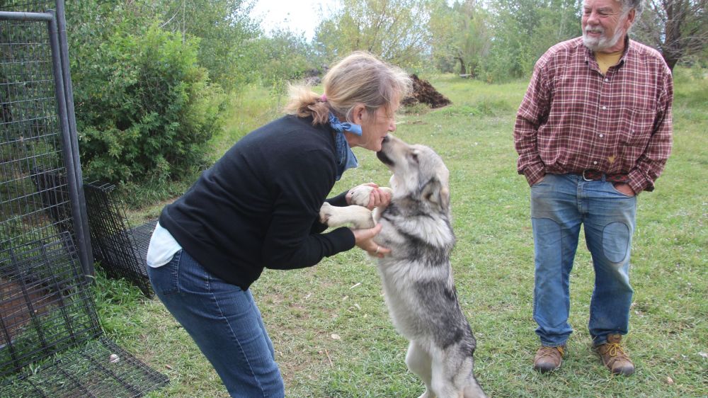  Did I mention that I love Wolf pups??? I guess I have!