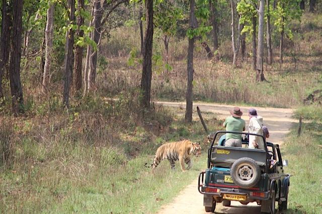 Seeing a tiger in the wild is much more difficult than lions.