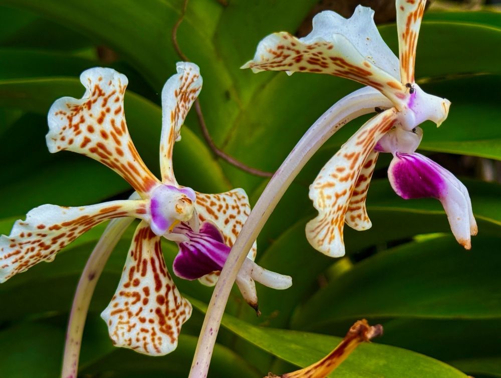 There were orchids and flowers everywhere we went!