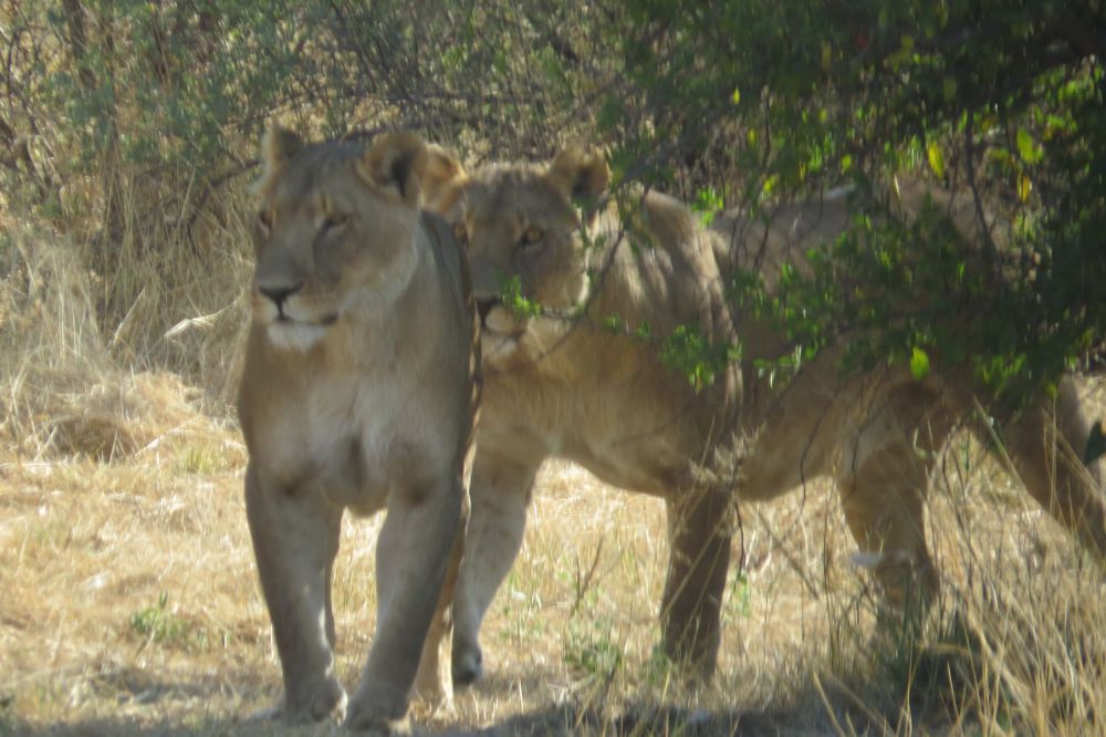Of course Grasslands still has their Predator Project going on.