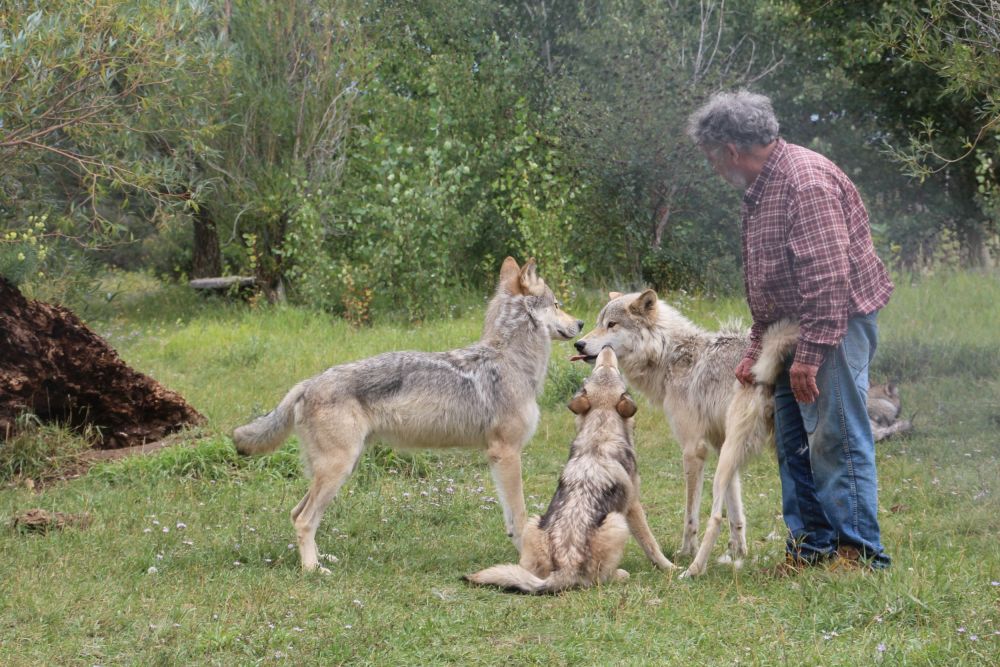  With jeans help, I get to sketch wolves behaving exactly as they do in the wild.