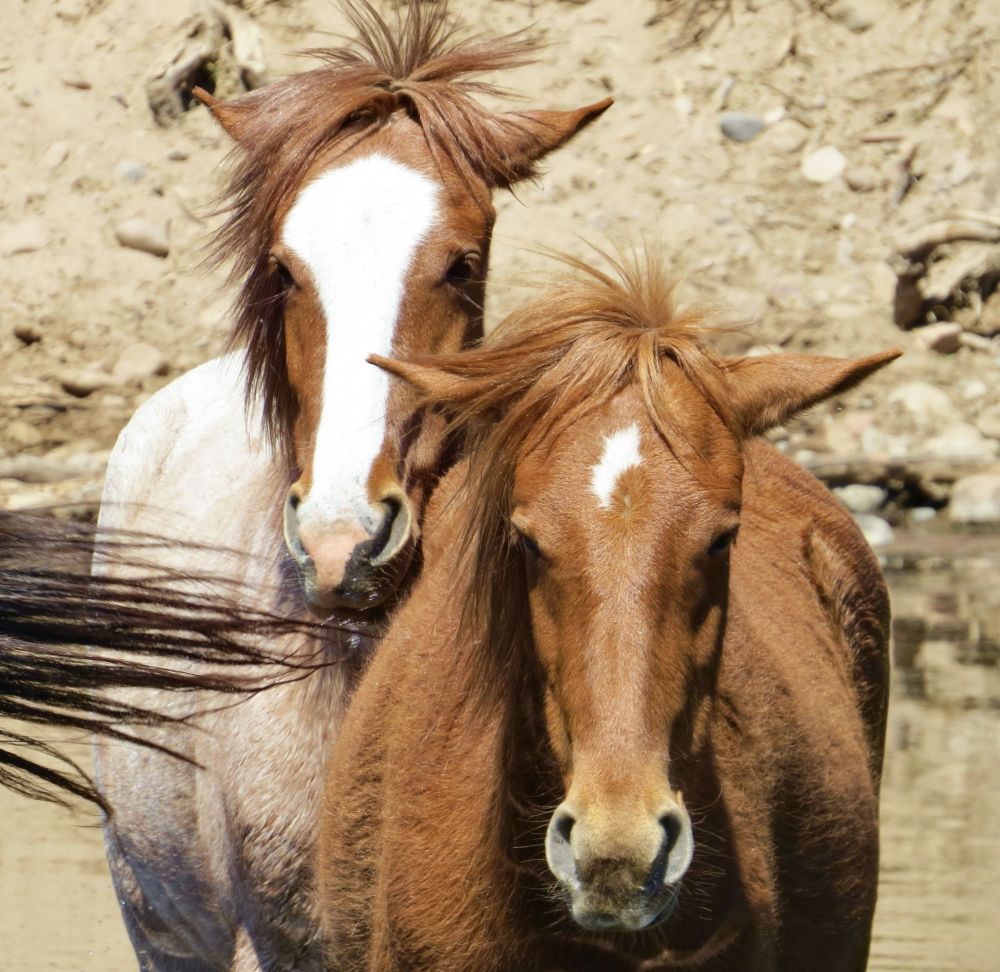  Everywhere I looked, were beautiful animals, wild and free in their own habitat