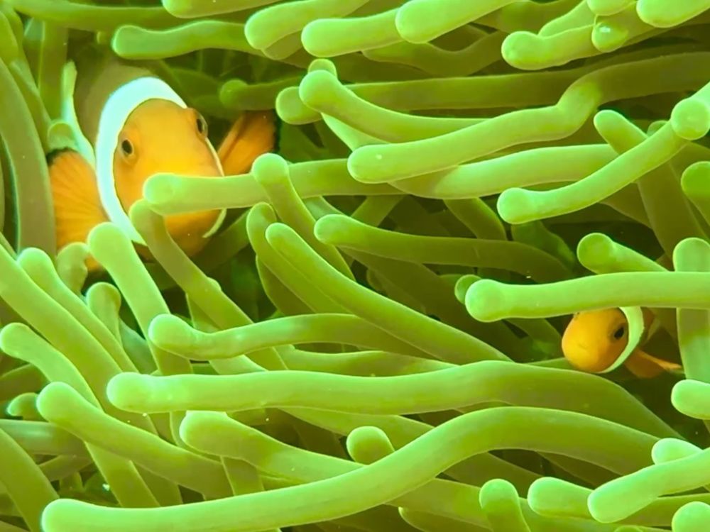 The Colors of the fish and marine life were beautiful