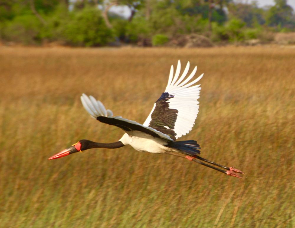 The OKAVANGO Delta.  is home to about 150 bird species