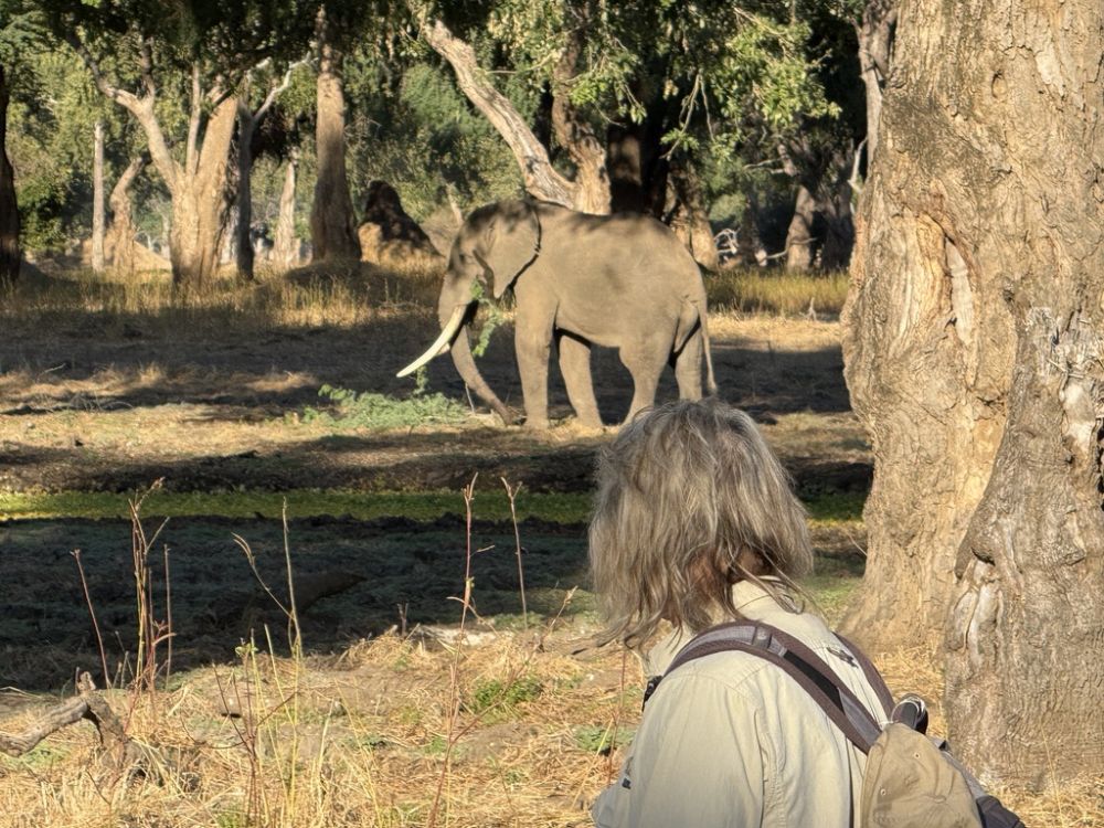 OH! OH! Elephants in camp approaching OUR TENT!