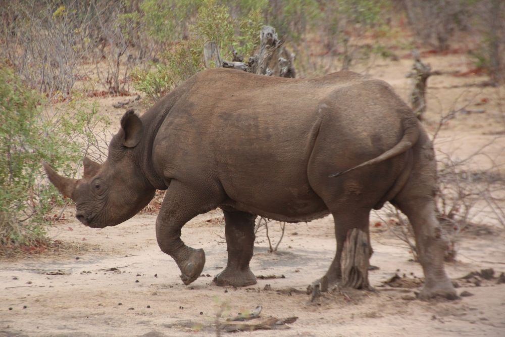 Getting to watch them, eat, play together, and just roll in the mud is a  rare, and magical experience