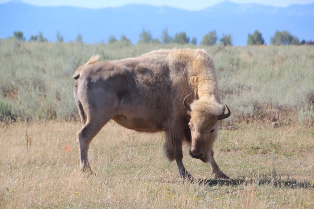 White Buffalo