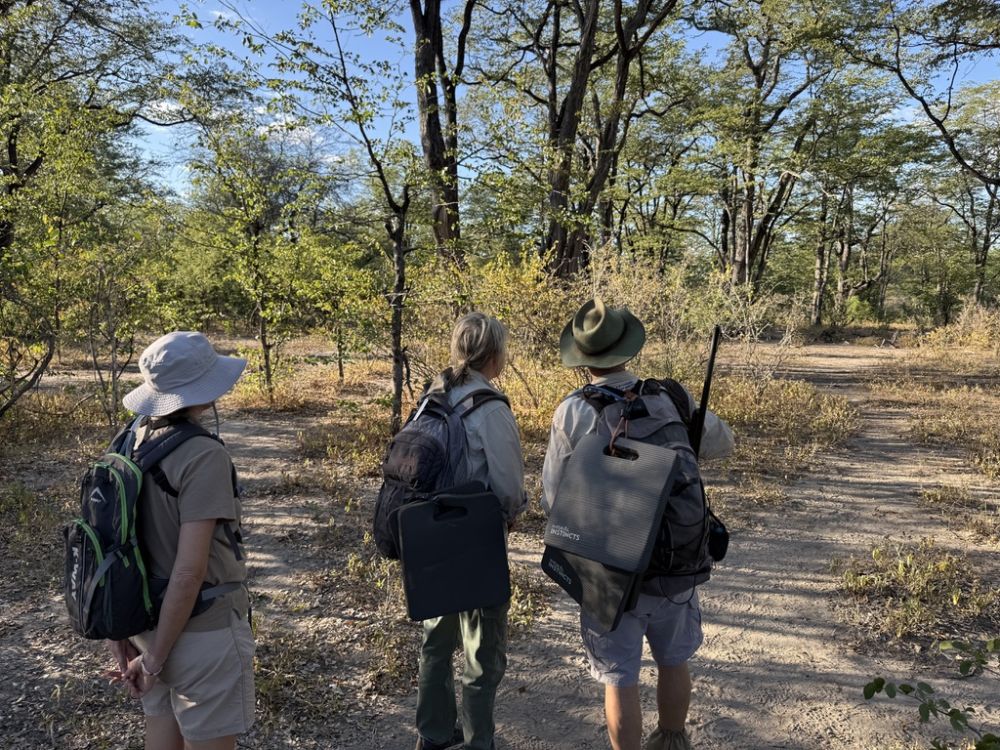 We spent our last afternoon tracking a den of Painted dogs!