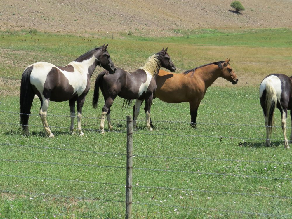 Every morning I woke up with horses outside my window at Crystal's ranch