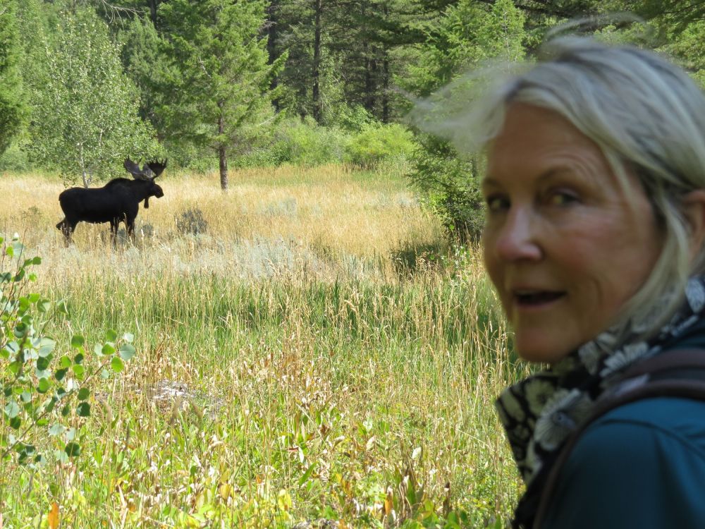 amazing how big moose are!