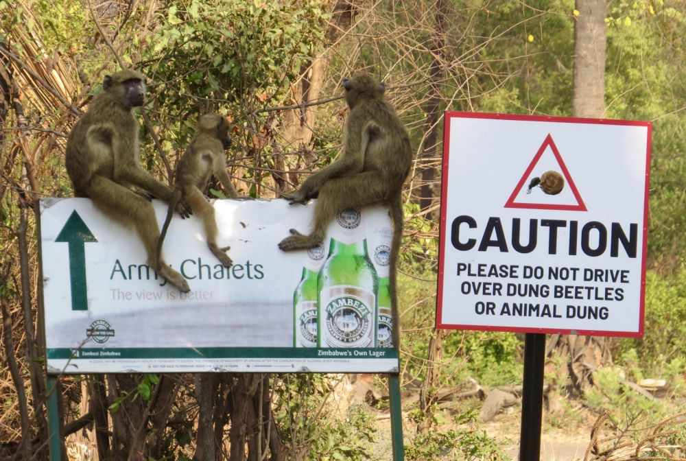 Of course we visited the Victoria Falls national Park on our way to our canoe launch