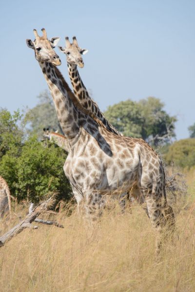 Of course one of the most elegant, interesting  animals is the giraffe