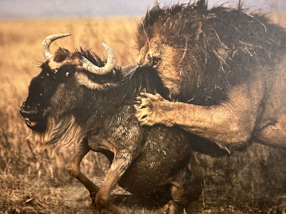 The films at the Jackson wild festival or absolutely awesome!