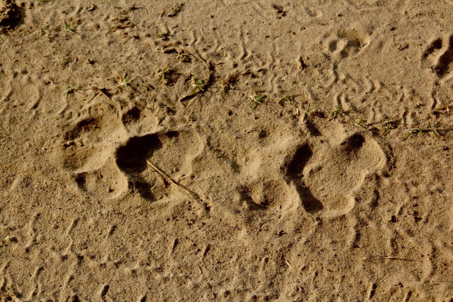 There is nothing more exciting than seeing Tiger footprints in the road ahead of you